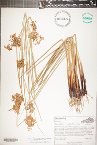 Juncus effusus var. solutus image