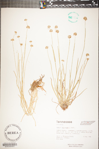 Juncus filipendulus image