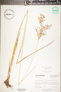 Juncus nodatus image