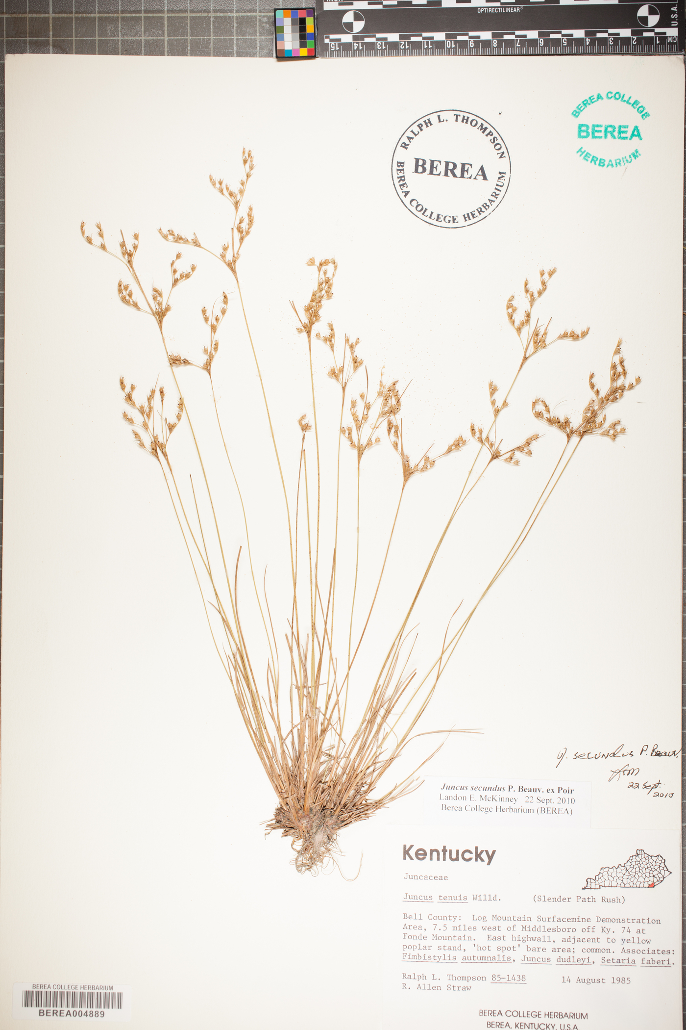 Juncus secundus image