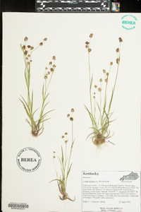 Luzula bulbosa image