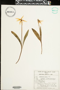 Erythronium albidum image