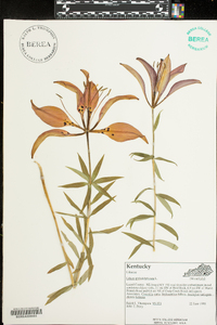 Lilium philadelphicum image