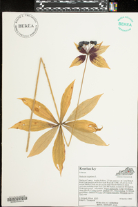 Medeola virginiana image