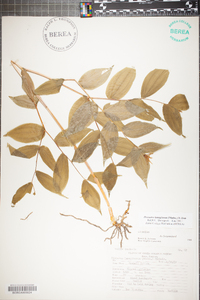 Prosartes lanuginosa image