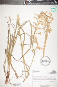 Stenanthium gramineum image