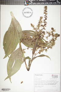 Veratrum viride image