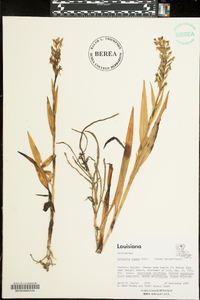 Habenaria repens image