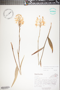 Platanthera ciliaris image