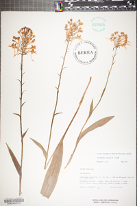 Platanthera ciliaris image