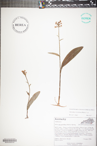 Platanthera clavellata image