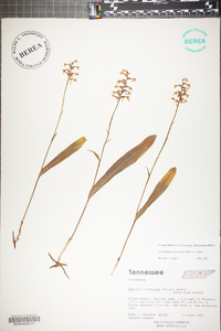 Platanthera clavellata image