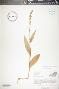 Platanthera flava image