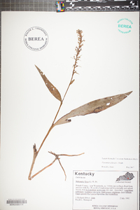 Platanthera flava image