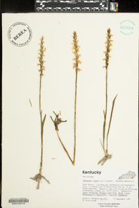 Spiranthes cernua image