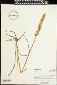 Spiranthes cernua image