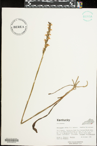 Spiranthes cernua image