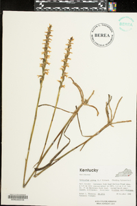 Spiranthes cernua image