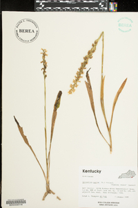 Spiranthes cernua image