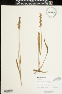 Spiranthes cernua image