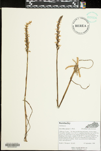 Spiranthes cernua image