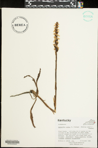 Spiranthes cernua image