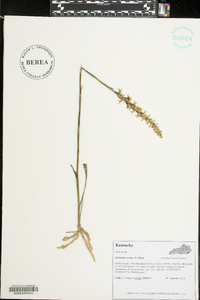 Spiranthes cernua image