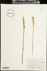 Spiranthes cernua image