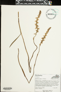 Spiranthes cernua image