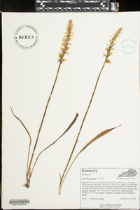 Spiranthes cernua image