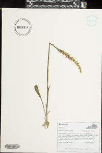 Spiranthes cernua image