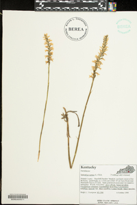 Spiranthes cernua image