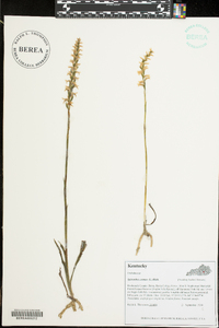 Spiranthes cernua image