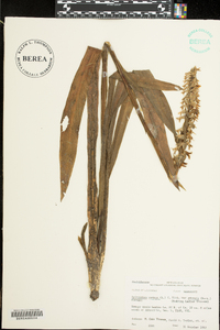 Spiranthes cernua image