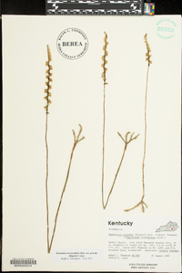 Spiranthes lacera image