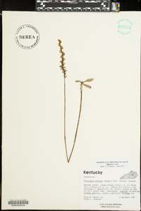 Spiranthes lacera image