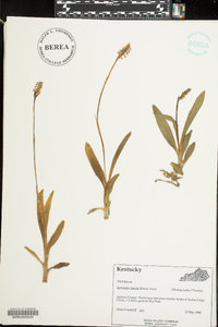 Spiranthes lucida image