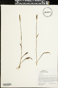 Spiranthes ovalis image