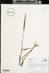 Spiranthes ovalis image