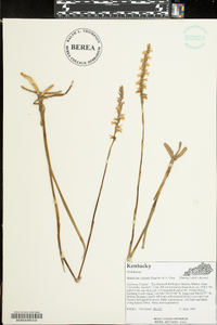 Spiranthes vernalis image