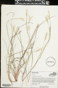 Andropogon ternarius image