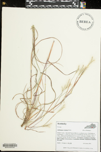 Andropogon ternarius image