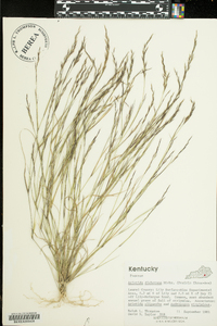 Aristida dichotoma image