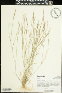 Aristida dichotoma image