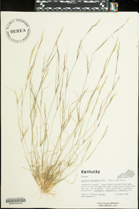 Aristida dichotoma image