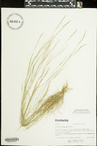 Aristida dichotoma image