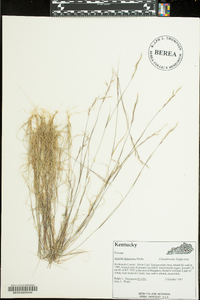 Aristida dichotoma image