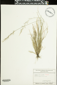 Aristida longespica image