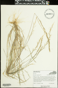 Aristida longespica image