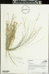 Aristida longespica image